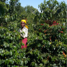 Kenya Sakami Anaerobic – fermentazione naturale, note di frutta matura e pratiche sostenibili.