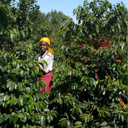 Kenya Sakami, ripe fruit notes, and sustainable practices.