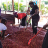 Kenya Sakami, note di frutta matura e pratiche sostenibili.