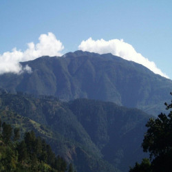 Il Jamaica Blue Mountain, il lusso in tazzina.