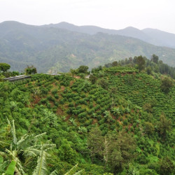 Il Jamaica Blue Mountain, il lusso in tazzina.