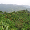Jamaica Blue Mountain, luxury in a cup.