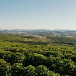 La Meneghina - Espresso Coffee Blend with flavour of Wild Berries and Cocoa