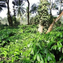 La Meneghina - Espresso Coffee Blend with flavour of Wild Berries and Cocoa