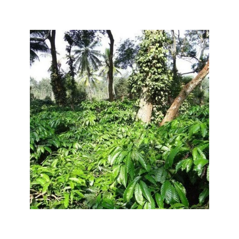 La Meneghina - Miscela di Caffè Espresso con Note di Frutti di Bosco e Cacao