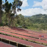 Forest cultivation and sun-drying on raised beds – Nensebo, Sidamo (Ethiopia).