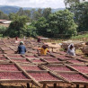 Forest cultivation and sun-drying on raised beds – Nensebo, Sidamo (Ethiopia).