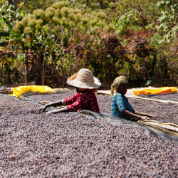                    Forest cultivation and sun-drying on raised beds – Nensebo, Sidamo (Ethiopia).
                  