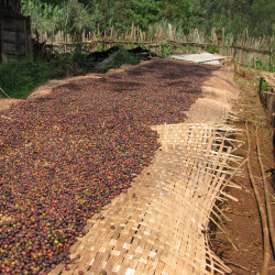 Coltivazione in foresta e essiccazione al sole su letti rialzati – Nensebo, Sidamo (Etiopia).