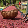 Etiopia Nensebo – Natural Sidamo Gr.1