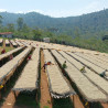 Etiopia Nensebo – Natural Sidamo Gr.1