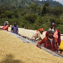                     Etiopia Nensebo – Washed Sidamo Gr.1
                  