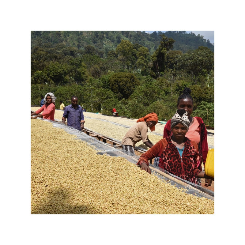 Etiopia Nensebo – Washed Sidamo Gr.1
