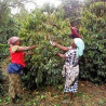 Kenya Kabngetuny - Grain | 360Caffe Shop
