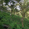 Messico - Nahua - Slow Food CC - Specialty Coffee - Grani | 360Caffe Shop